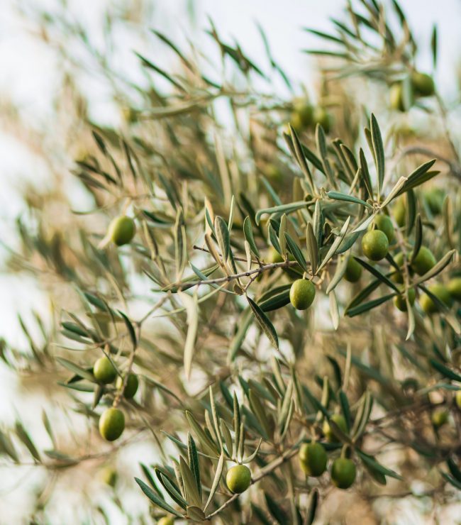 natura_aeterna_olive_branches_2